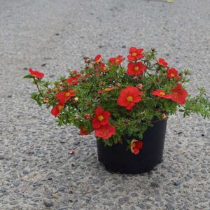 Potentilla fruticosa Marian Red Robin ('Marrob') 15-20 cm